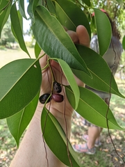 Ficus kurzii