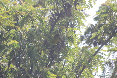 Chlorodrepanis virens wilsoni
