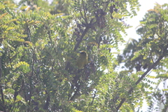 Chlorodrepanis virens wilsoni