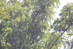 Chlorodrepanis virens wilsoni