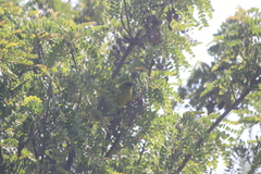 Chlorodrepanis virens wilsoni