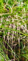 Oreojuncus monanthos