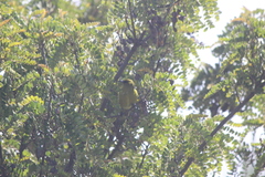 Chlorodrepanis virens wilsoni