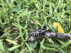 Plectrodera scalator