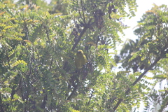 Chlorodrepanis virens wilsoni