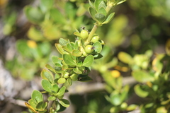 Coprosma montana