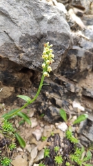 Pseudorchis albida tricuspis
