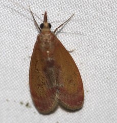 Syntonarcha vulnerata