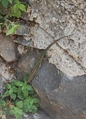 Teira dugesii dugesii