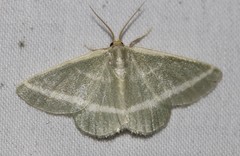 Mixocera latilineata