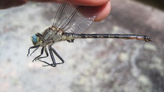 Arigomphus cornutus