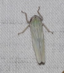 Cofana spectra