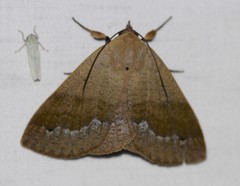 Ophyx ochroptera