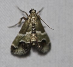 Arescoptera idiotypa