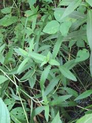 Pedicularis lanceolata