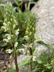 Pedicularis parryi