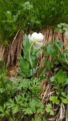 Anemonoides baldensis