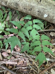 Cyrtomium caryotideum