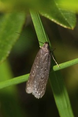 Neofaculta