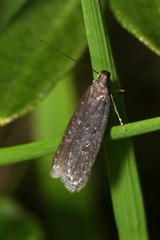 Neofaculta