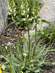 Pedicularis parryi