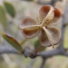 Gloveria integrifolia