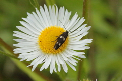 Parascythris muelleri