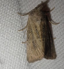Photedes fluxa