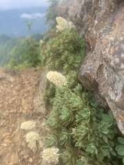 Petrophytum hendersonii