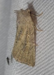 Photedes fluxa