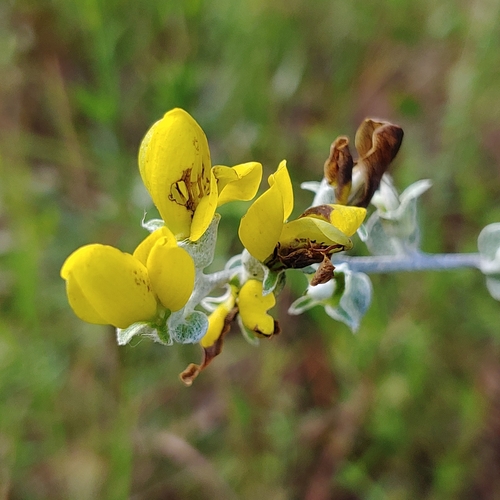 cobwebby wild indigo (Baptisia arachnifera)
