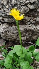 Doronicum columnae
