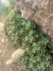 Petrophytum hendersonii