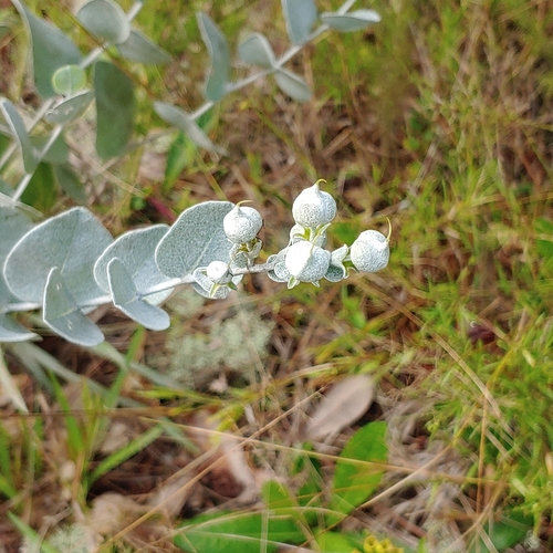 cobwebby wild indigo (Baptisia arachnifera) · iNaturalist