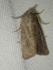 Photedes fluxa