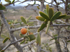 Gloveria integrifolia