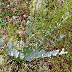 Baptisia arachnifera