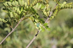 Sophora chrysophylla