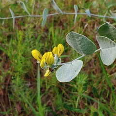 Baptisia arachnifera