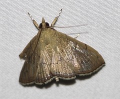 Hyalobathra crenulata