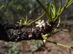 Erythroxylum tortuosum