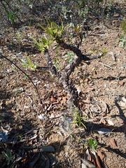 Erythroxylum tortuosum