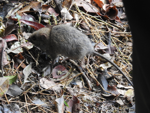 Rattus andamanensis