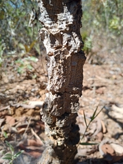 Erythroxylum tortuosum