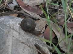 Ponderconcha murphyi