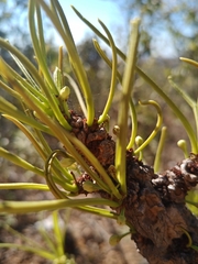 Erythroxylum tortuosum