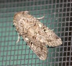 Spodoptera umbraculata