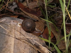 Ponderconcha murphyi