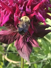 Bombus