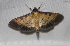 Ategumia adipalis